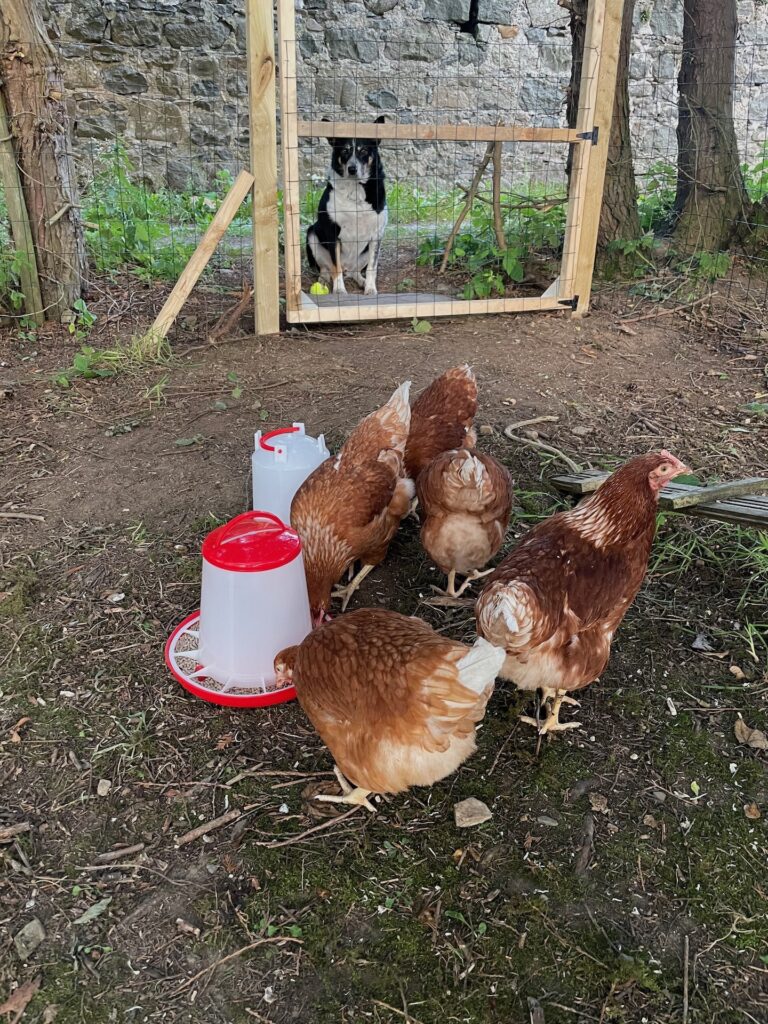 Chickens
